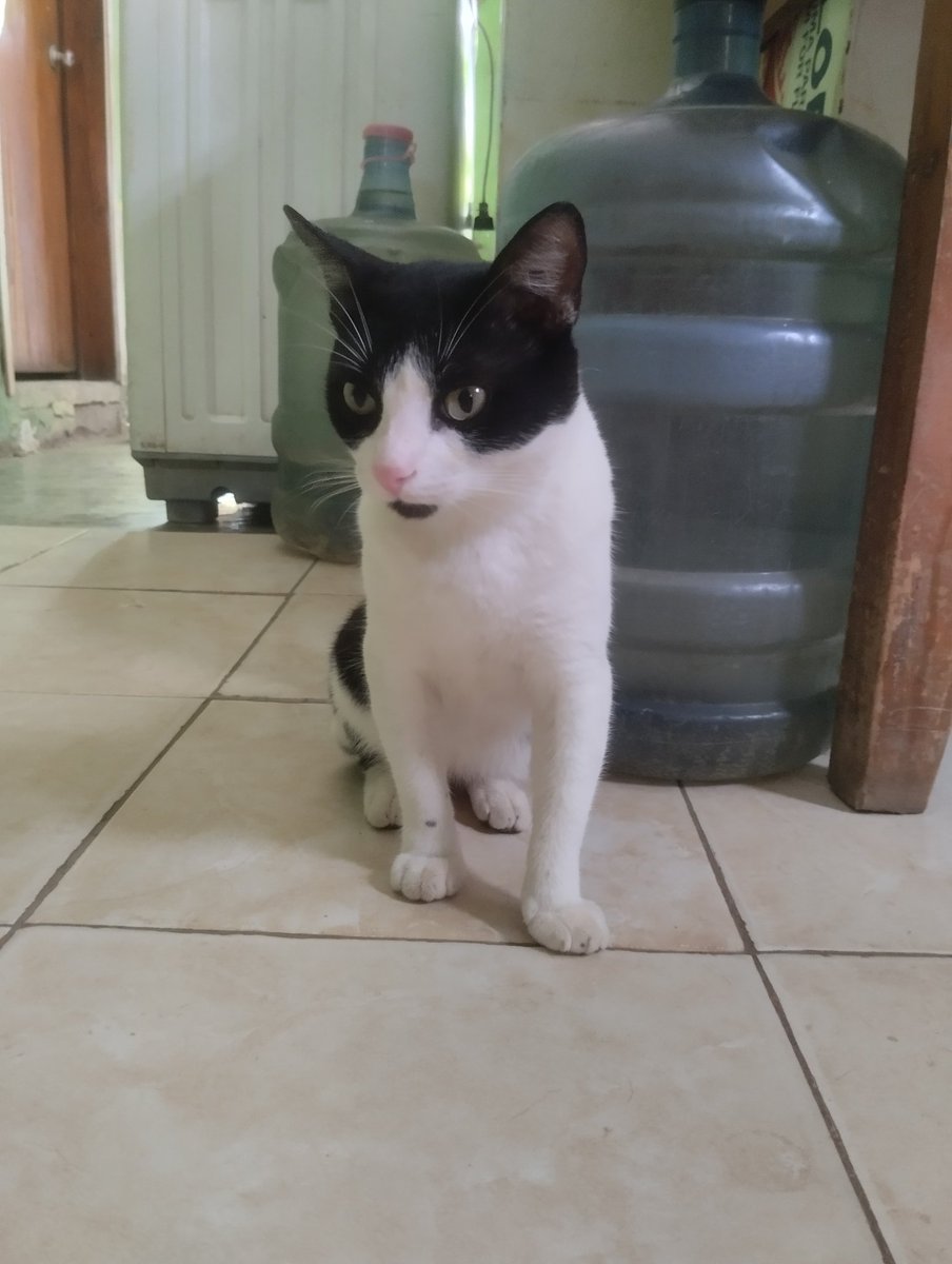 Hoy se cumplen 2 años que te adoptamos de la calle, porque un malvado ser, te dejo botadito a tu suerte en la puerta de esta casa, pero tuvimos la suerte de verte y rescatarte y ahora eres un niño grande, hermoso y feliz 🐾❤️ Que bonito eres mi misu bonito❤️