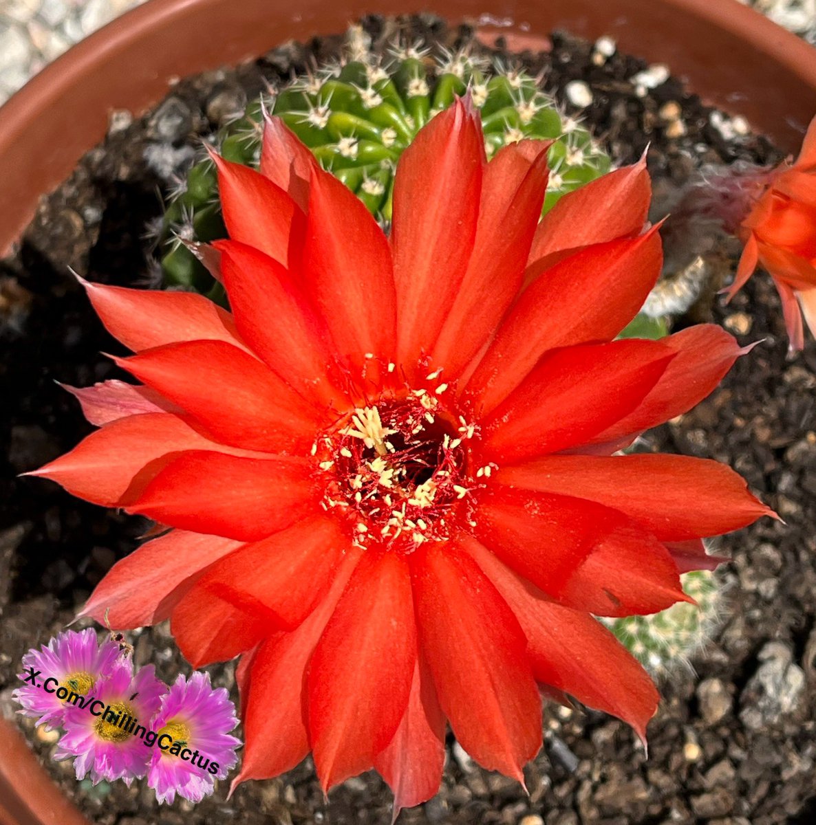 Wow 🤯😍💥
#Cactus 🌵 I think Lobivia but could be Echinopsis 

Post your cactus in the comments 🙏