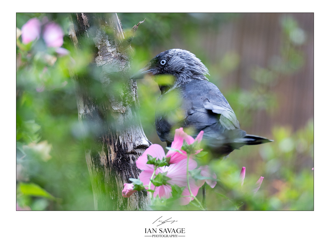 #jackdaw in the garden