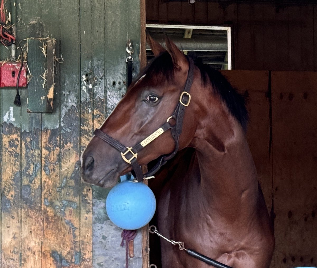 Dornoch (Good Magic) Sunday morning after running fourth in the G1 Travers. Trainer Danny Gargan said the two-time GI winner will train up to the GI BC Classic. ⁦<a href="/theTDN/">TDN</a>⁩