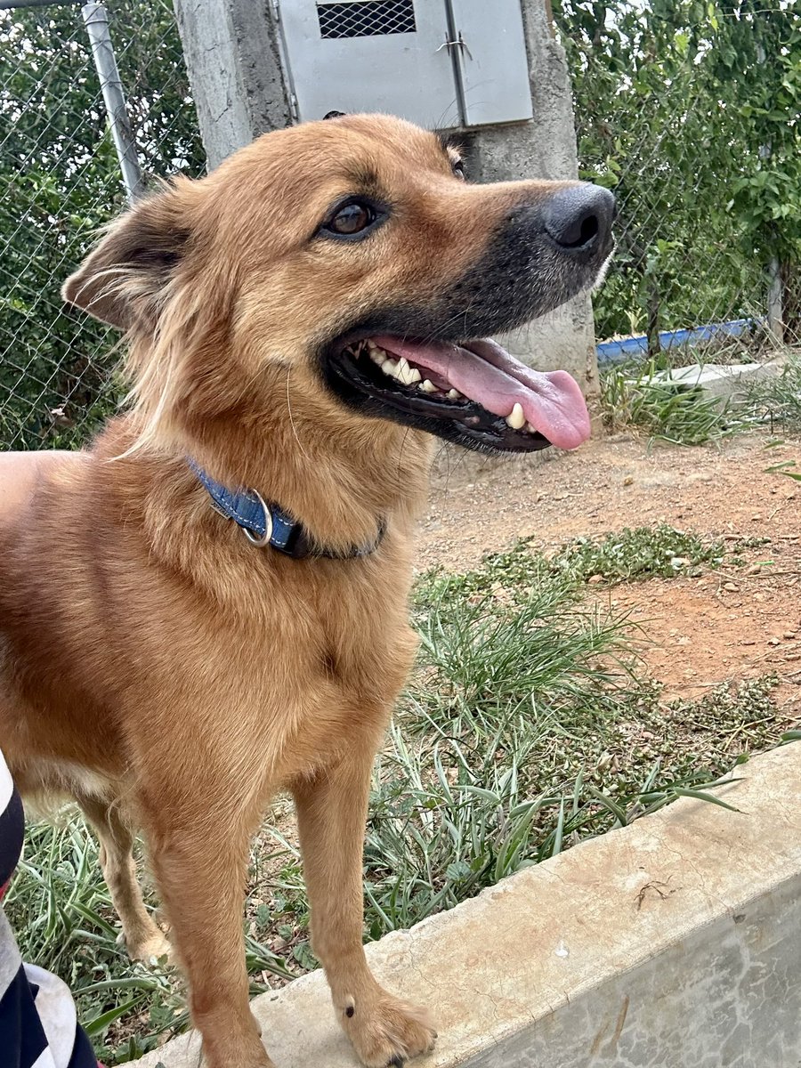 ayudemosapluto's tweet photo. #BobbyAP β₯οΈ Wishes everyone a blessed Sunday πΆ
We are still looking for sponsors to buy food, those who can help us will be grateful ππ» We have 12 bags of 20 π We have very little food left. https://t.co/kYFDJNbRUG