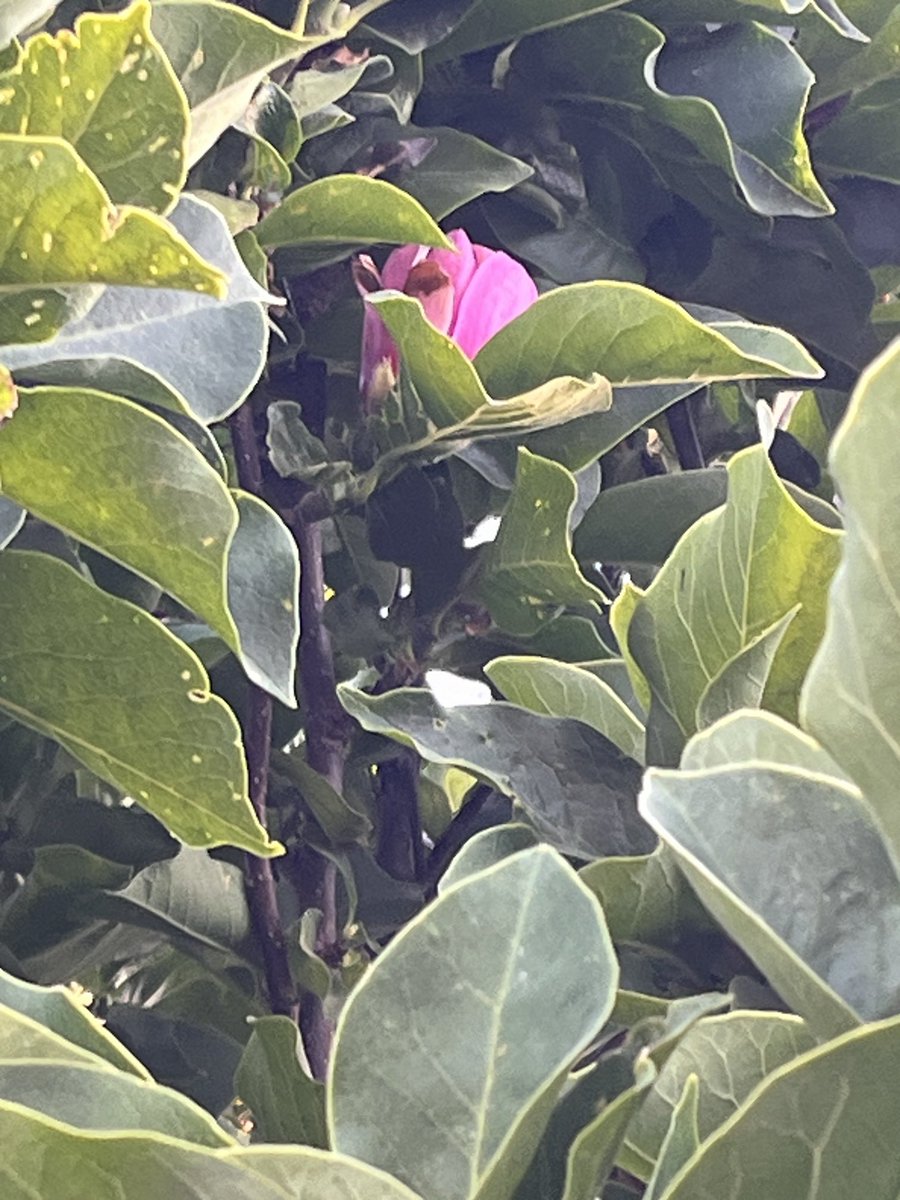 My Sweet Magnolia blooms for the third time this season💙