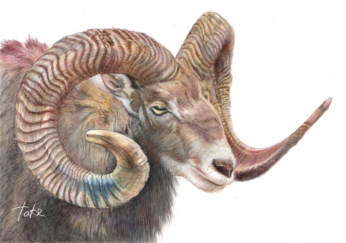 uta_taken's tweet photo. ムフロン完成です😆💕

#人物画
#鉛筆画
#pencilart 
#pencildrawing
#絵画
#ムフロン
#Mouflon
#OvisMusimon https://t.co/S3o603iXcj
