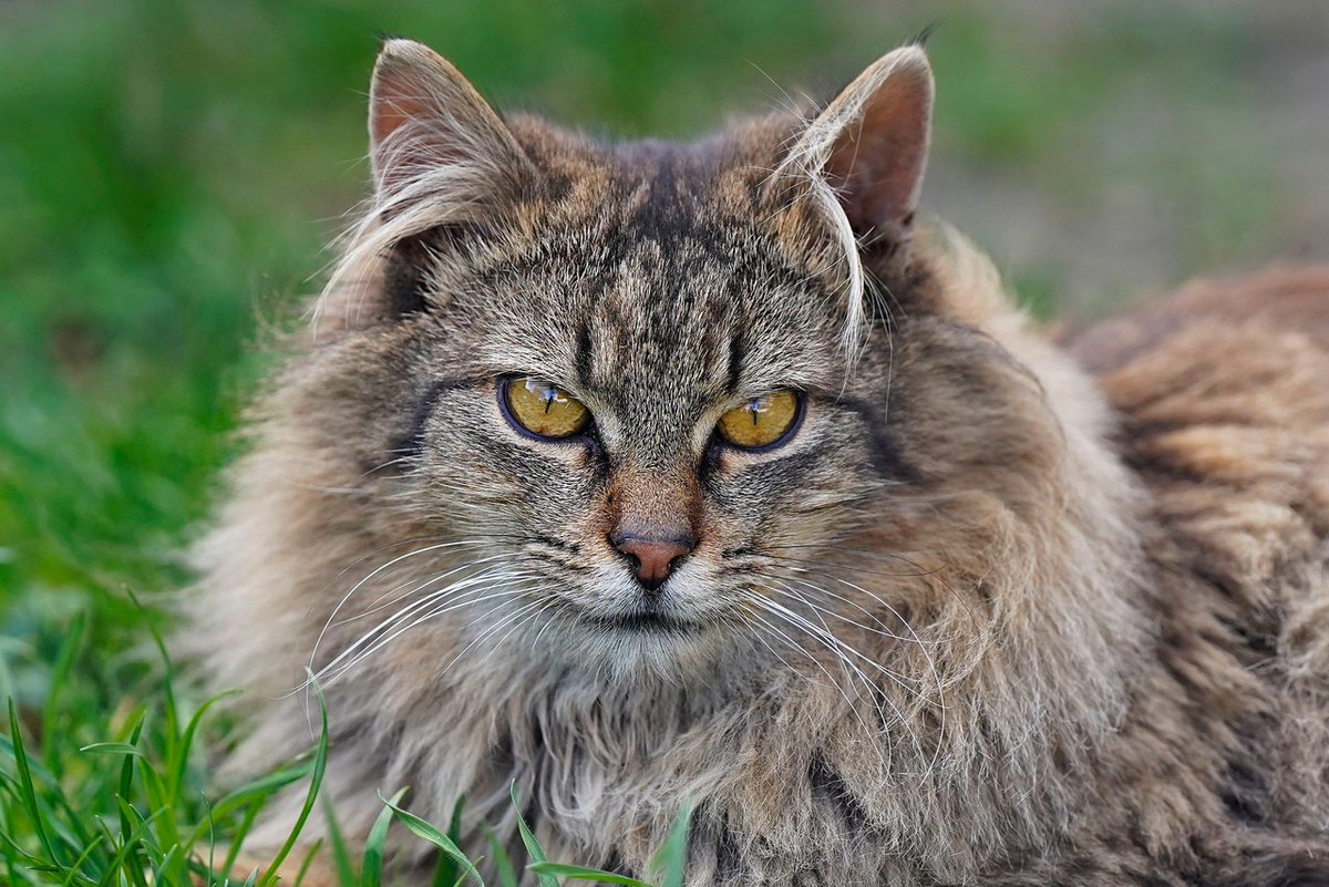 Visual Shots Community tweet media