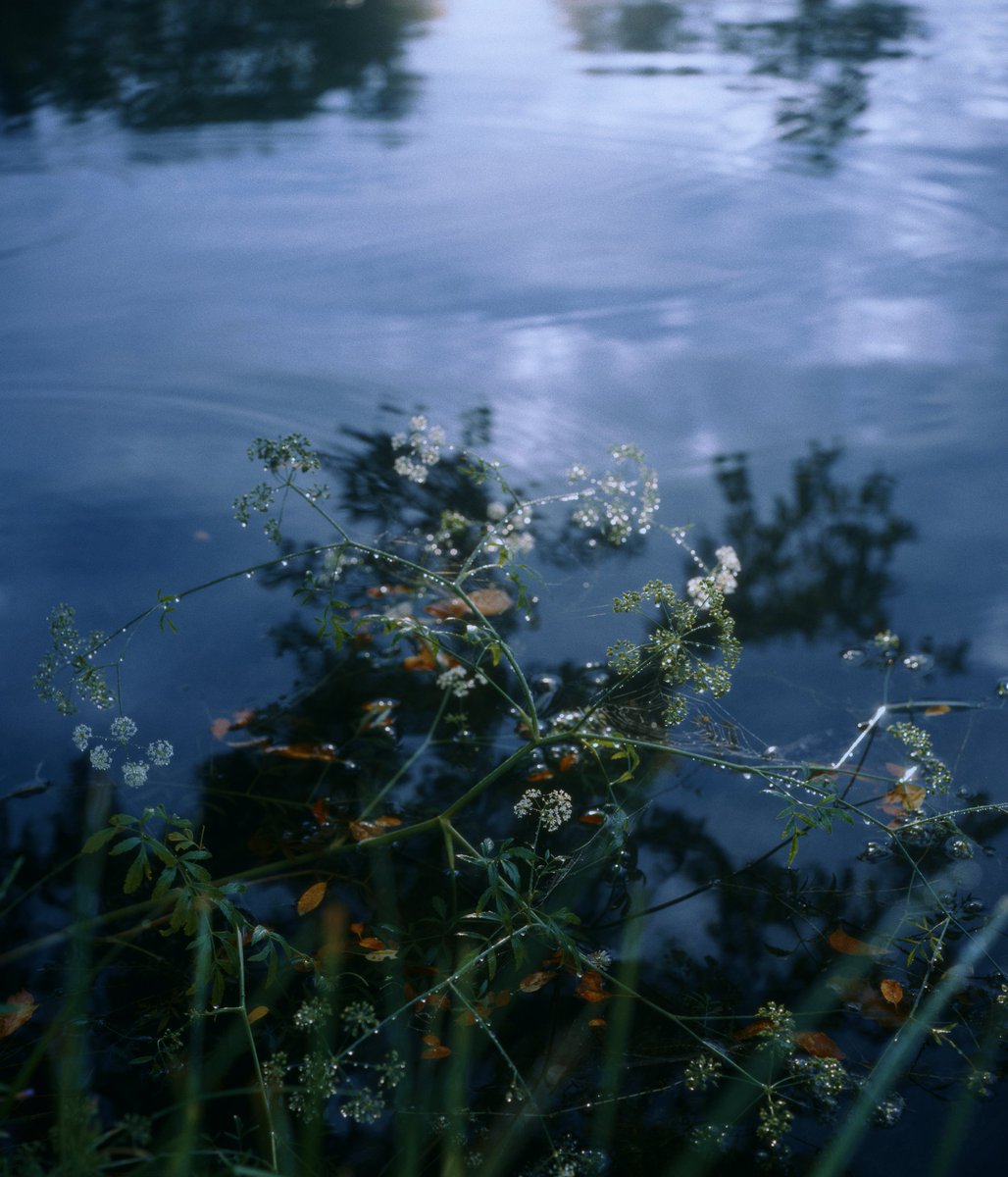 やはりハッセル最高に良いな…