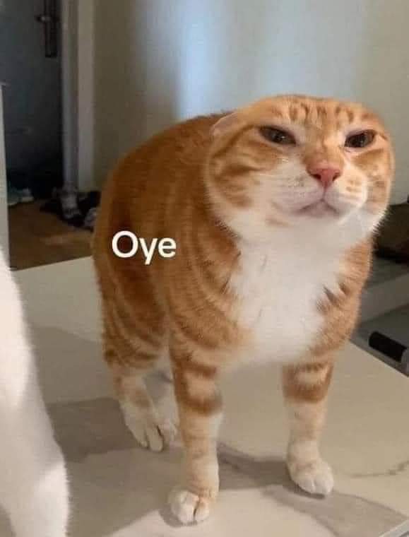 MaximaCyborg's tweet image. #MaratónCDMX Maratón de privilegiados ellos si yupi yupi corro como lerdo , mientras a mi me hacen caminar hasta el perro trabajo que si de por sí es agotante tengo que llegar cansado a laborar pinches changos #MierdatonCDMX solo generan basura #GraciasEpuraBasura