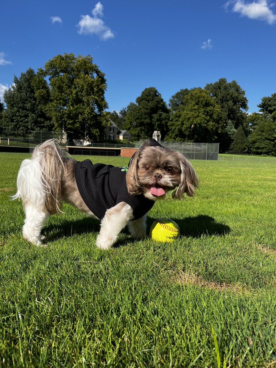 YCPSoftball's tweet photo. In honor of #InternationalDogDay tomorrow, we’d like to give a shoutout to our four-legged fans 🐶🐾
#LetsGoYork https://t.co/cBPyg85mmj