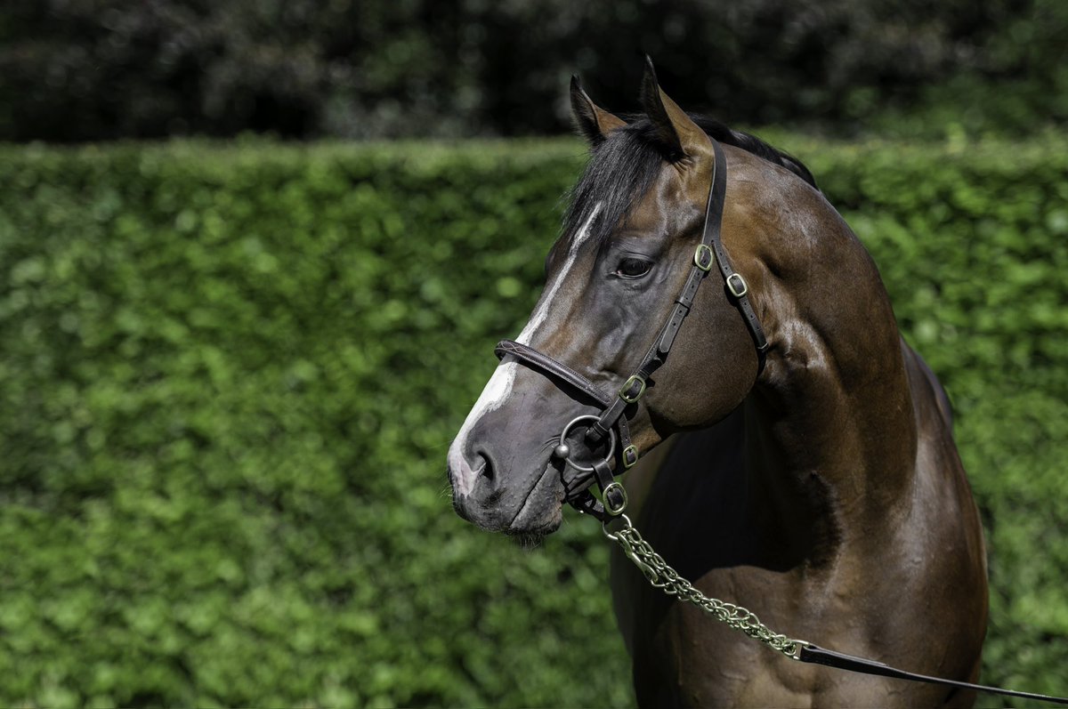 EBN (@bloodstocknews) on Twitter photo It’s a new Group winner for <a href="/Mantonstallions/">Manton Park Stallions</a>’ ADVERTISE (pictured) as the <a href="/AndrewBalding2/">Andrew Balding</a> stable continue to fire in the winners this weekend 🔥
3yo g. AL SHABAB STORM (GB) takes the Gr.3 Goldene Pietsche at Baden-Baden for owner/breeder Ahmad Al Shaikh 🏆
#ReadAllAboutIt It’s a new Group winner for <a href="/Mantonstallions/">Manton Park Stallions</a>’ ADVERTISE (pictured) as the <a href="/AndrewBalding2/">Andrew Balding</a> stable continue to fire in the winners this weekend 🔥
3yo g. AL SHABAB STORM (GB) takes the Gr.3 Goldene Pietsche at Baden-Baden for owner/breeder Ahmad Al Shaikh 🏆
#ReadAllAboutIt