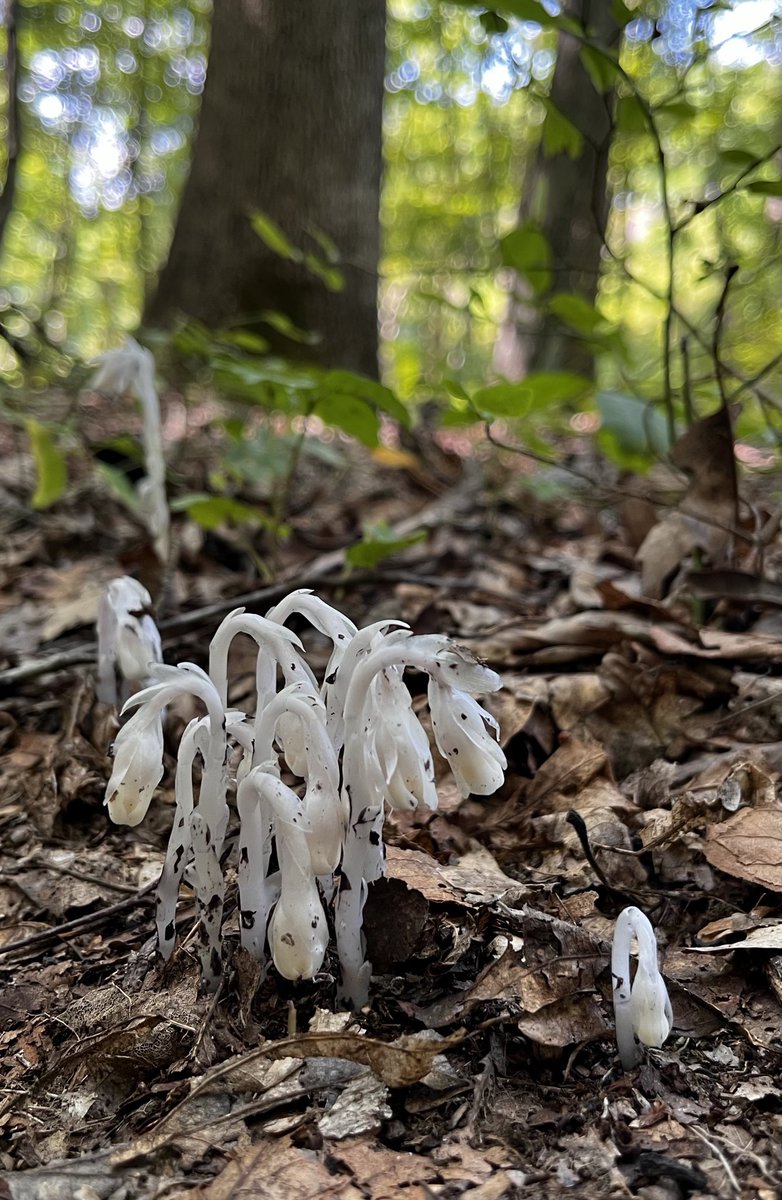 Monotropa uniflora is a holoparasite. Obtaining nutrients entirely from fungi in soil, it only emerges aboveground to flower when the conditions are right, and the flowers are white &amp; ghosty. I lost my mind when I saw them yesterday! Any hike seeing Monotropa is a perfect hike!