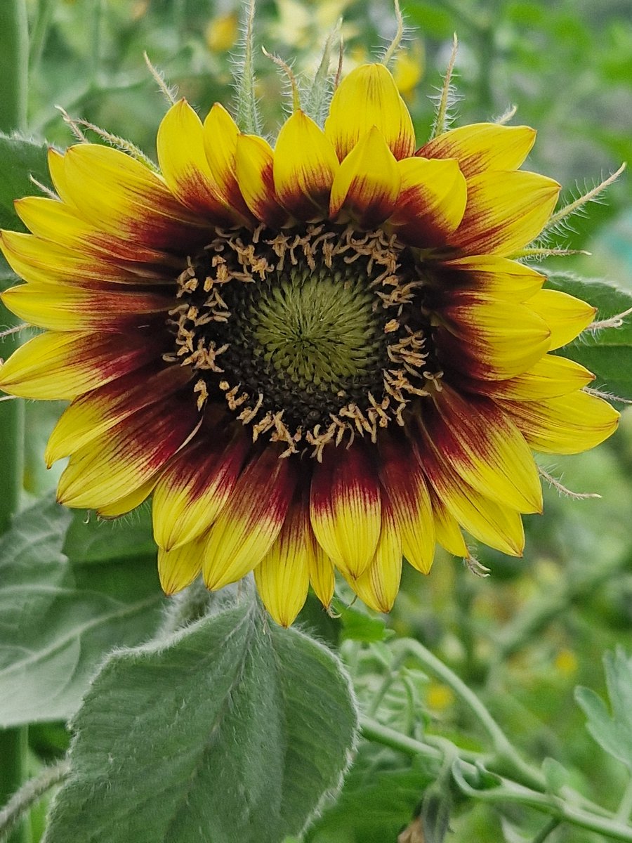 <a href="/GWmag/">BBC Gardeners' World Mag</a> Tiger Eye #Sunflowers <a href="/HLAllotments/">Harpers Lane Allotments</a> 🌱