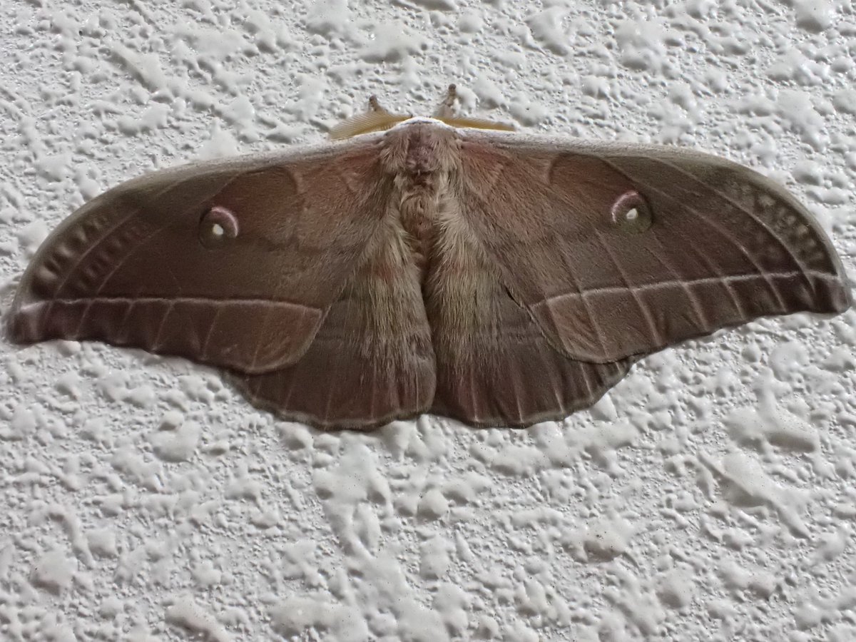 insect460nm's tweet photo. 全長14cm羽が不均等になっていたため撮り直しヤママユガ♂
色も羽の形も正確である🤨
成虫になってからは一切飲まないし食べないは武士のようでカッコイイ😎 https://t.co/7Dk6gU02Dj
