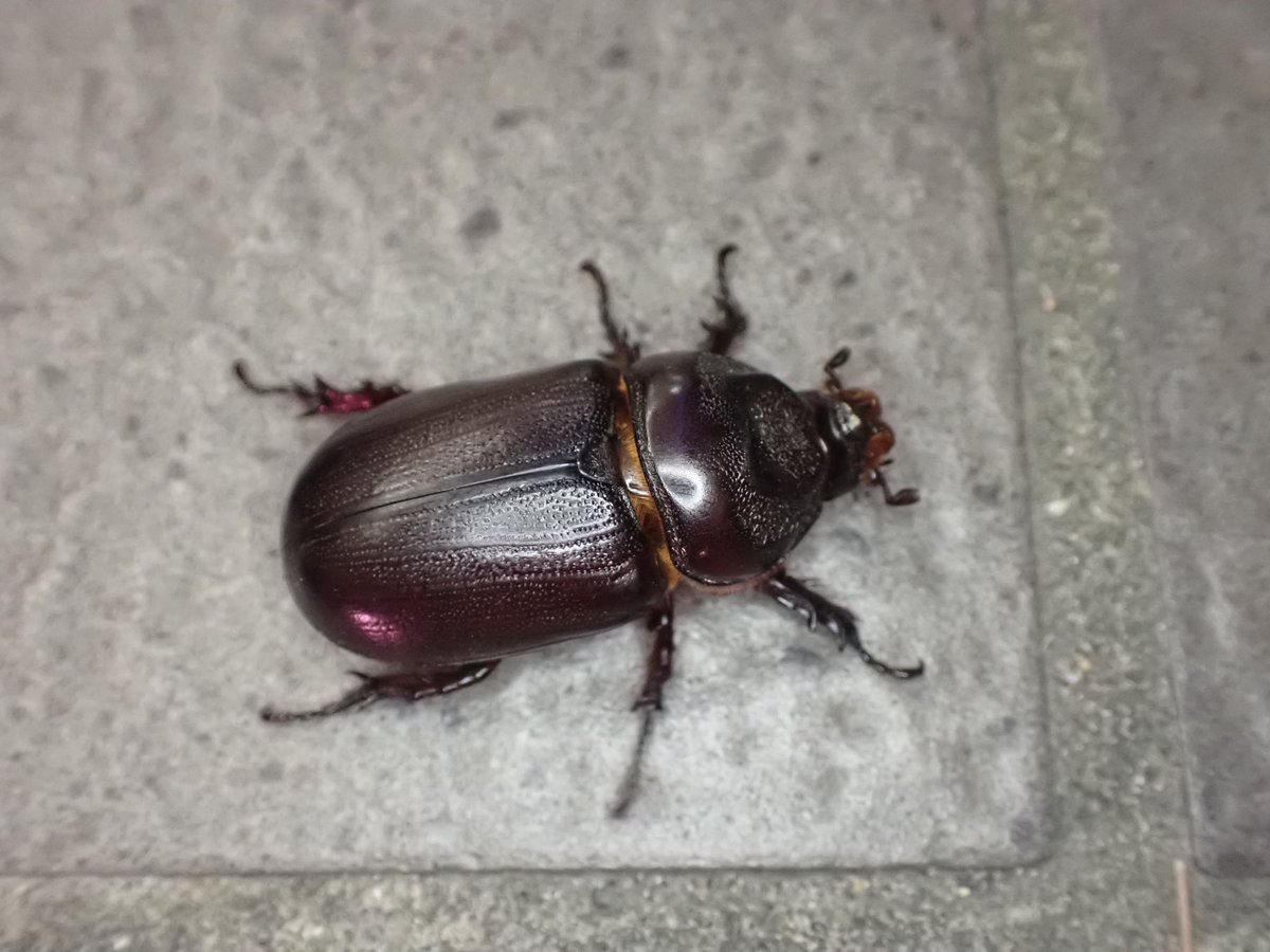 見た目"は"好き