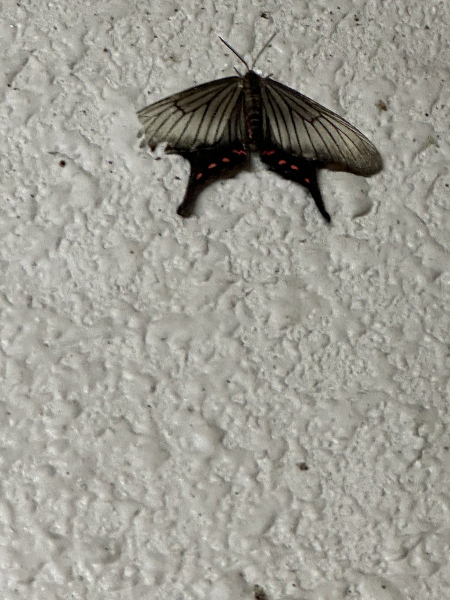 insect460nm's tweet photo. #蛾
今日の出会い
ウンモンスズメ
アゲハモドキ https://t.co/jUbpdx2FTk