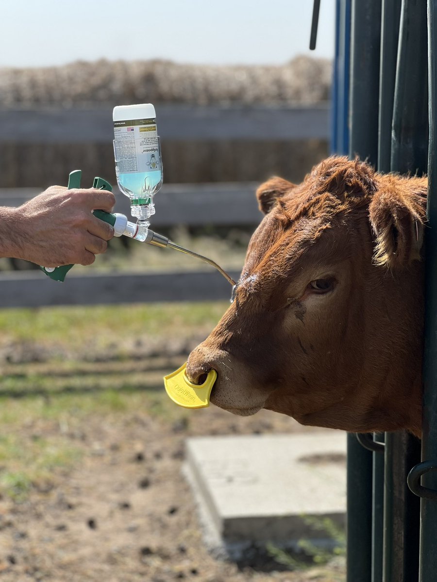 Administrating 5ml behind the poll and 5ml on the bridge of the nose using FerAppease. This will be our weaning protocol moving forward. Seen great results with the first group!