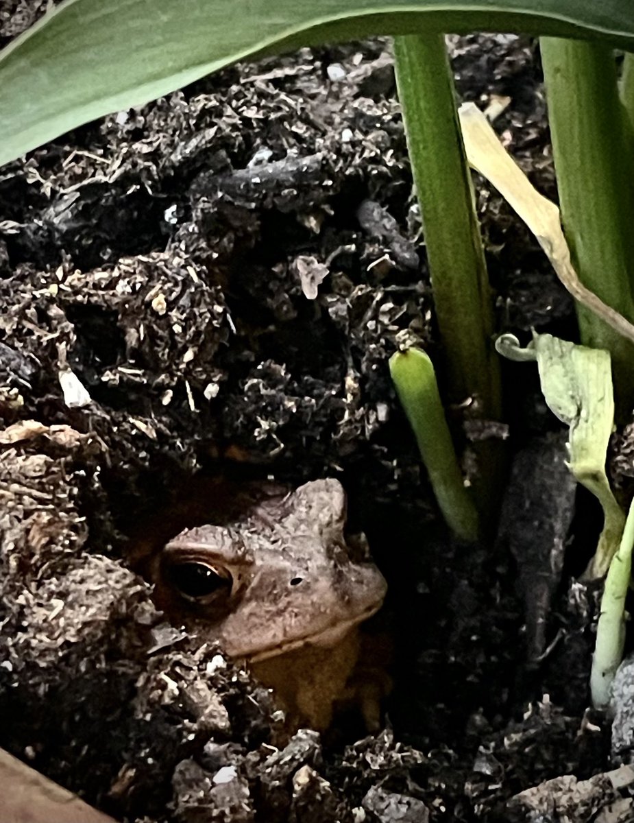 Porch toad