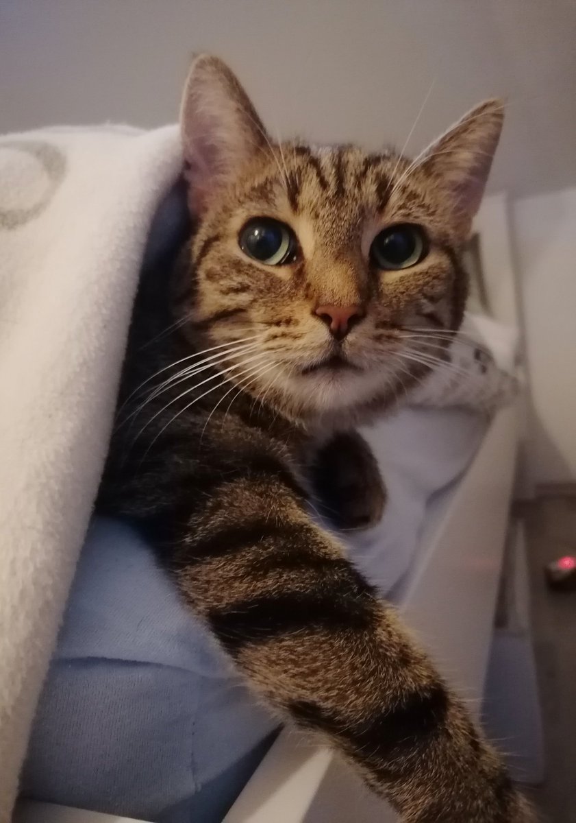 MinkiMinkimon's tweet photo. 😽 https://t.co/puC2MR9quU