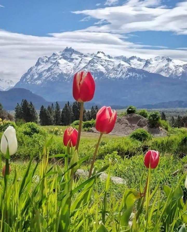 turisargentina's tweet photo. En octubre, llegan los tulipanes a Trevelin. Un valle rodeado de montañas, ríos y lagos 🙌✨🌷🌷🇦🇷

Fotos de Depto Turístico de Krys Tob https://t.co/Q2CQko2chB