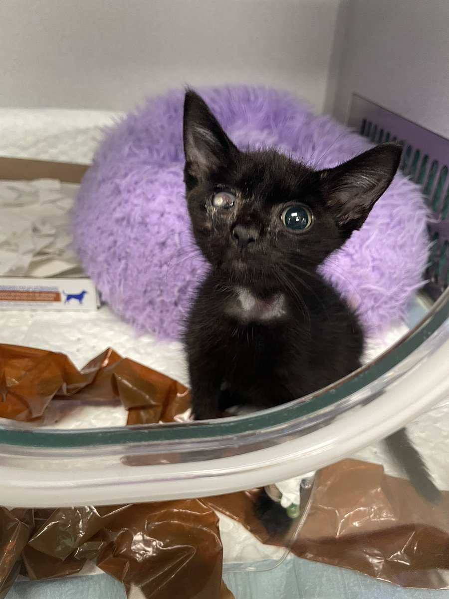 feederofcats's tweet image. I'm so sorry, everyone.