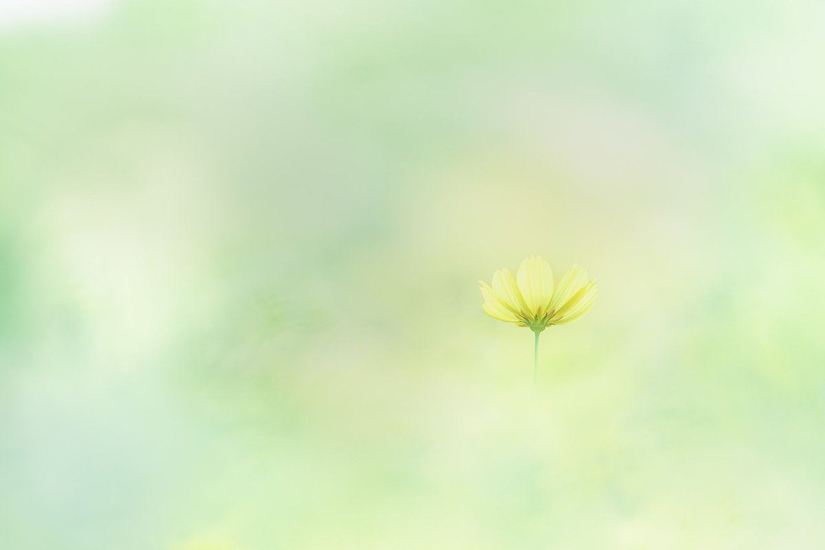 レモンブライト🍋