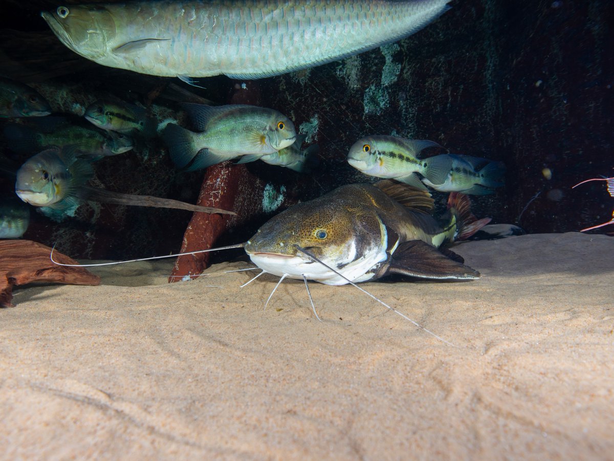 NEAQ's tweet photo. Continuing #CatfishWeekend, we are highlighting another interesting catfish species: the #RedtailCatfish! ❤️🐟
Redtail catfish, named for—you guessed it—their red tail, are not picky eaters and will generally consume anything that fits in their mouths, even small mammals. 😳 https://t.co/kfp10wEAUj