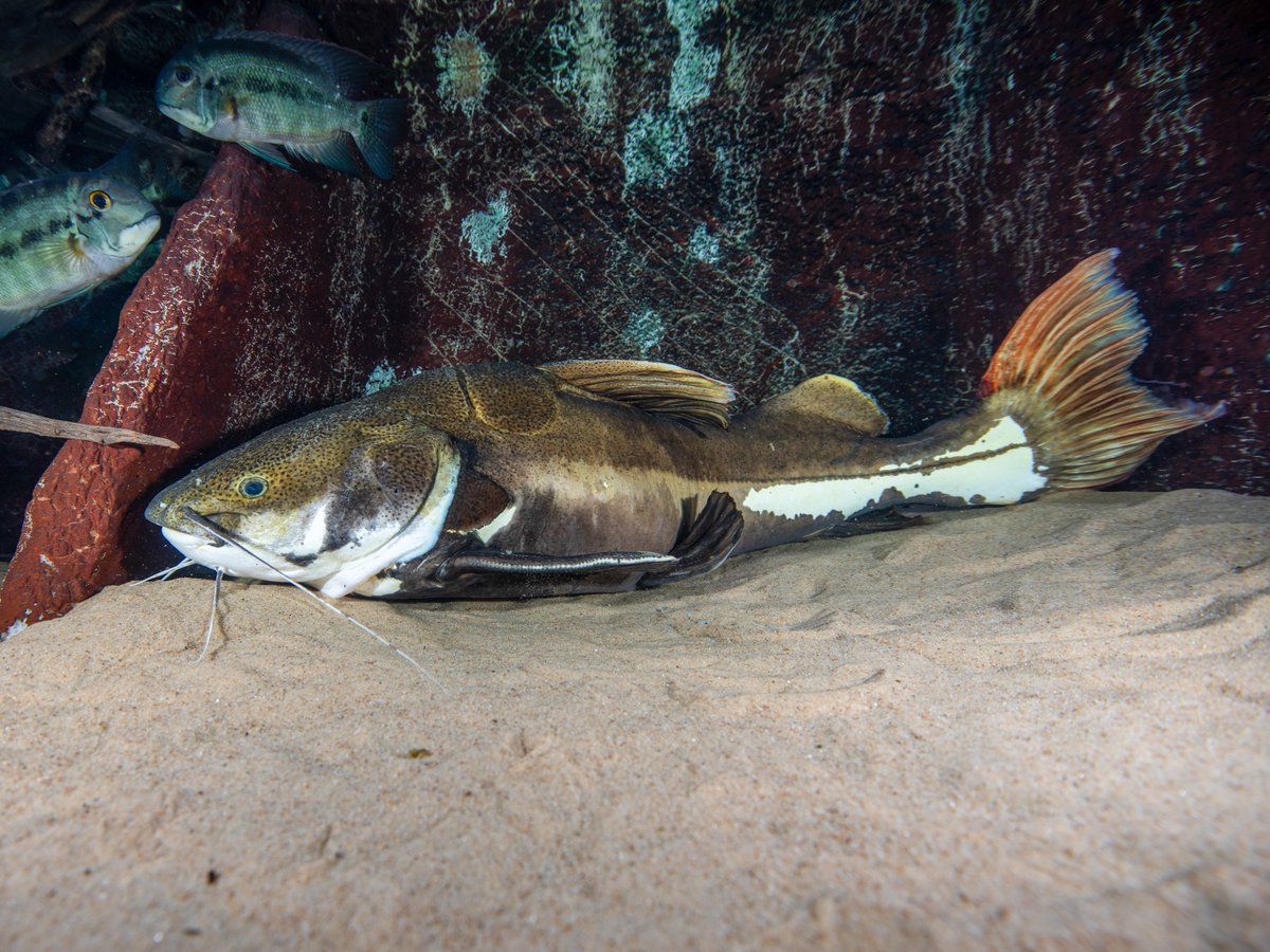 NEAQ's tweet photo. Continuing #CatfishWeekend, we are highlighting another interesting catfish species: the #RedtailCatfish! ❤️🐟
Redtail catfish, named for—you guessed it—their red tail, are not picky eaters and will generally consume anything that fits in their mouths, even small mammals. 😳 https://t.co/kfp10wEAUj