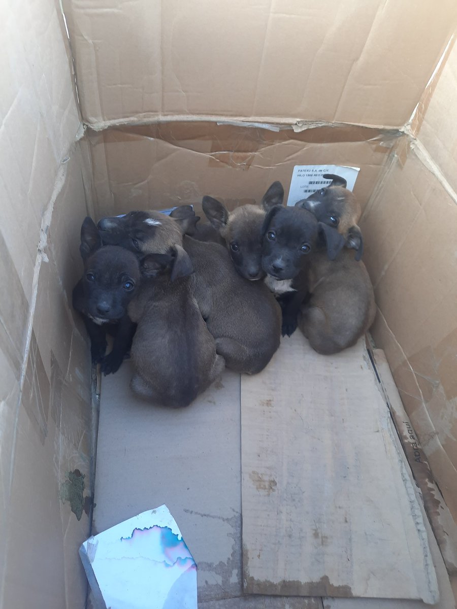 chiosoria's tweet photo. @Planoinforma Con quién reporto 6 cachorritos abandonados en  la Col. Tierra Blanca?
#BienestarAnimal del gobierno de @EF_Galindo aqui en San Luis me mandó a la goma, dice que eso no es con ellos!! Entonces que bienestar ven??? Ya tienen 5 días, en el 911 tampoco atienden eso 😢 #Ayuda https://t.co/TfLpZKcCf5