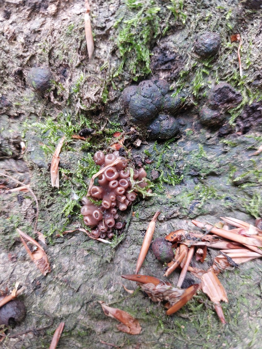 Steph Loke tweet media