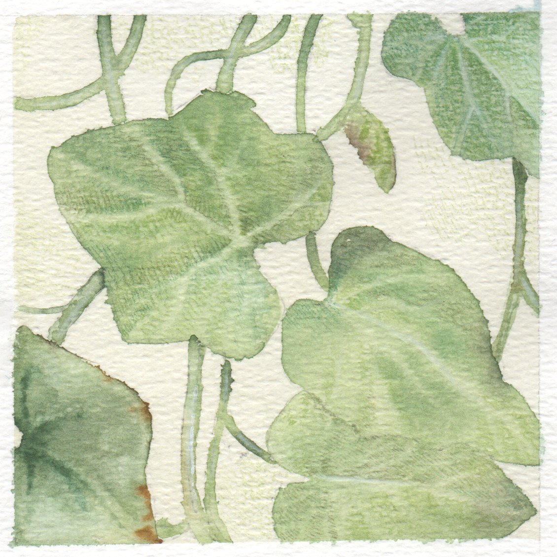 HavinaRu's tweet photo. Recent(ish) watercolour practices 🌱 https://t.co/11MfAtRG7e