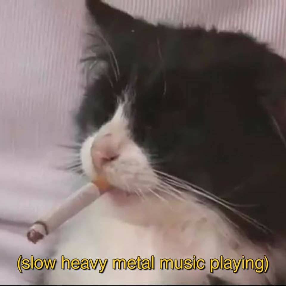 Punch Cat (@punchingcat) on Twitter photo 