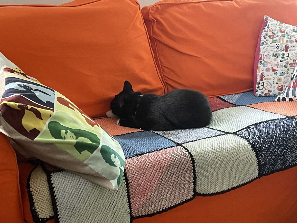 It’s Sunday afternoon, you’ve had a nice dinner and now settle down on the sofa for a nap…..

Does anyone know who this cat belongs to?