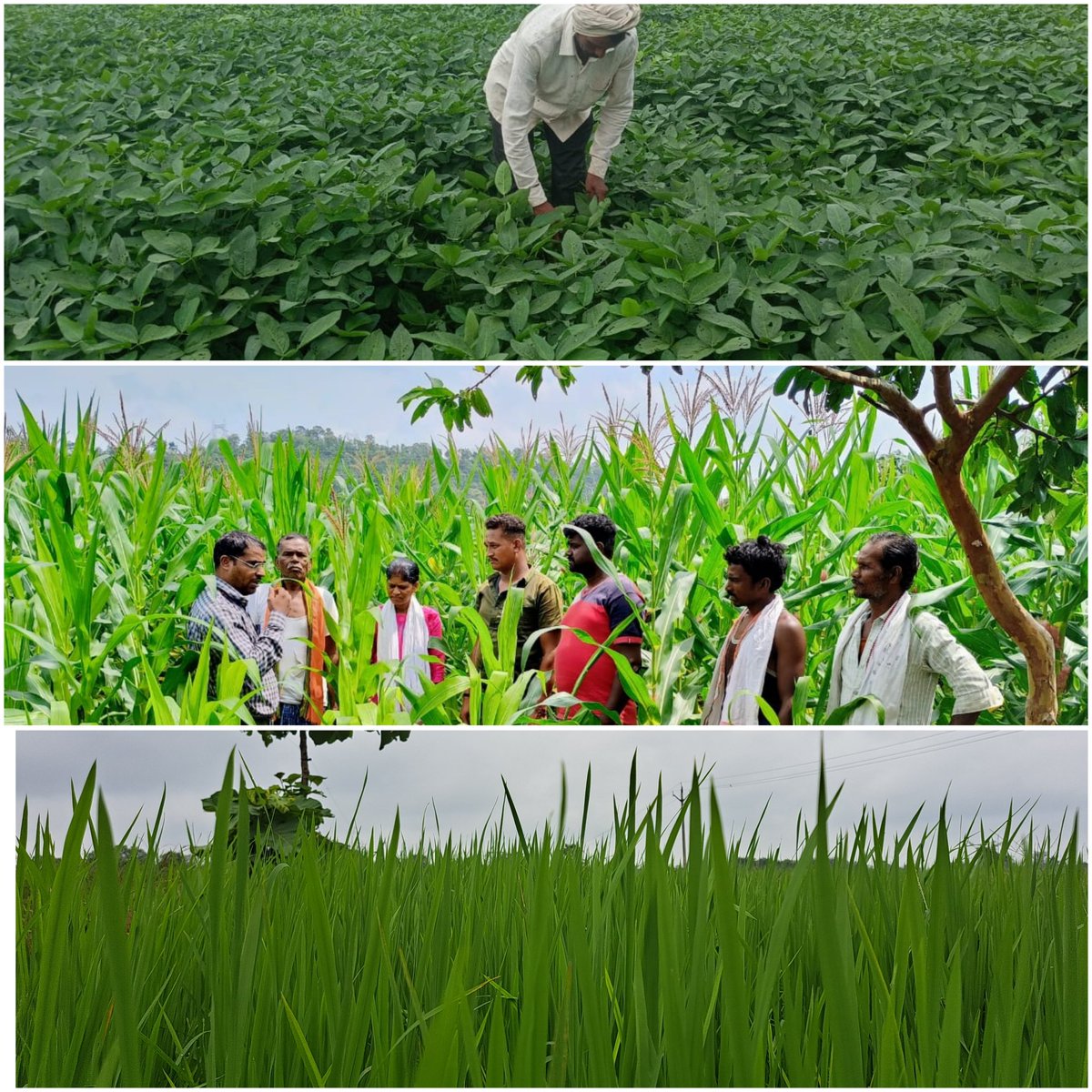 maske_aec's tweet photo. #ConservationAgriculture based farmers participatory trials in #MPCRA Program #MadhyaPradesh.
#DSR ๐พ #ZT_Maize ๐ฝ #ZT_Soybean #ZT_Blackgram
@BISA__India @mpkrishi https://t.co/aQOx72dRud