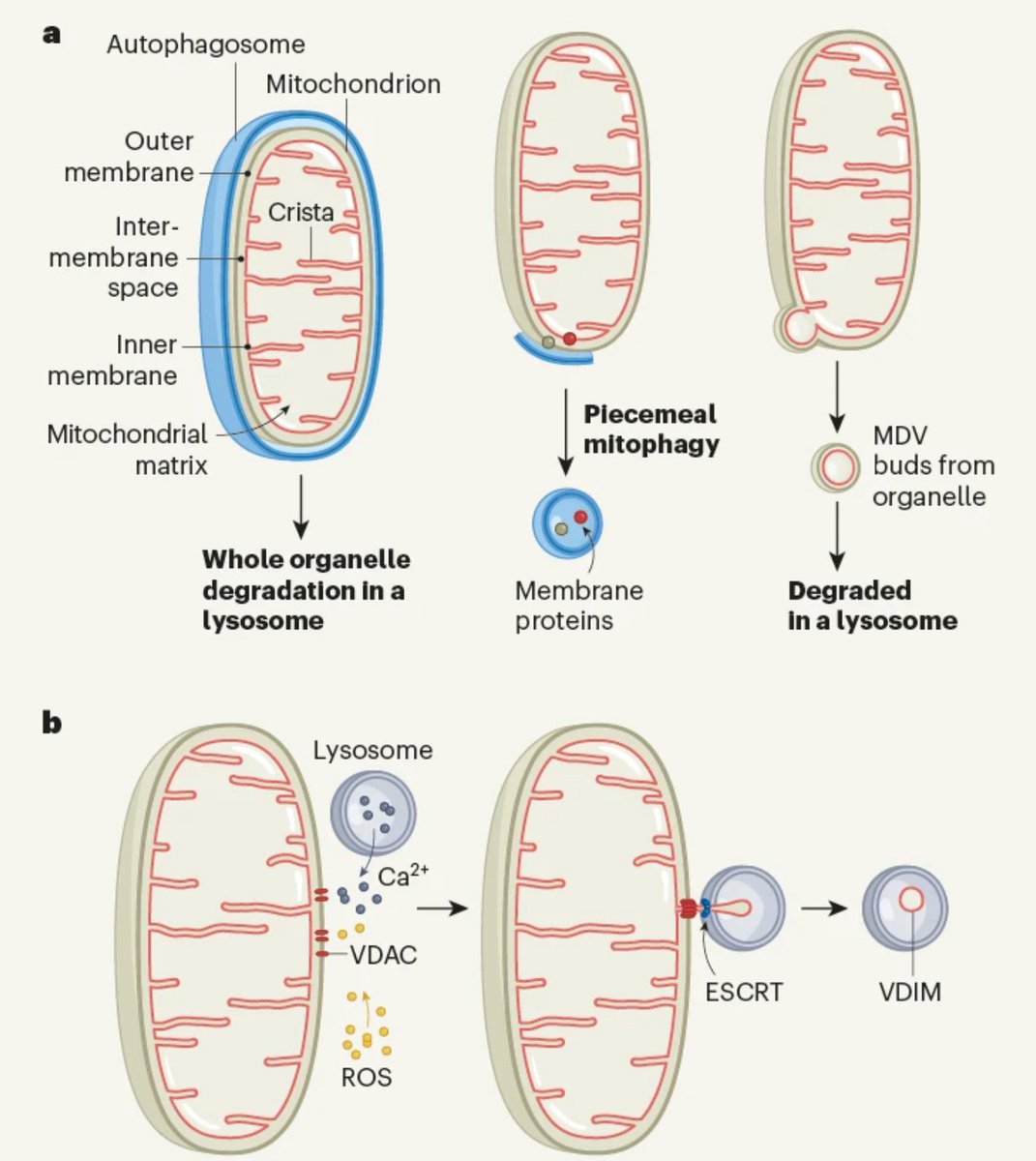 #mitochondrialdisease relevant papers from the last 2 weeks! 📚

biomed.news/bims-mitdis/20…
biomed.news/bims-mitdis/20…

<a href="/Bims_BiomedNews/">Bims: Biomed News</a> <a href="/gavinmcstay2/">Gavin McStay</a> <a href="/mitoscientist/">Keshav K Singh, PhD</a> <a href="/mitoscientists/">MitoScientists</a> <a href="/MitoAging/">Mitochondria & Aging</a> <a href="/Mito_News/">Mitochondria News</a> <a href="/mitowomen/">Women in Mitochondria</a>  <a href="/MitoSenseInc/">MitoSense</a> <a href="/MitochondriaNe1/">Mitochondrial News</a>