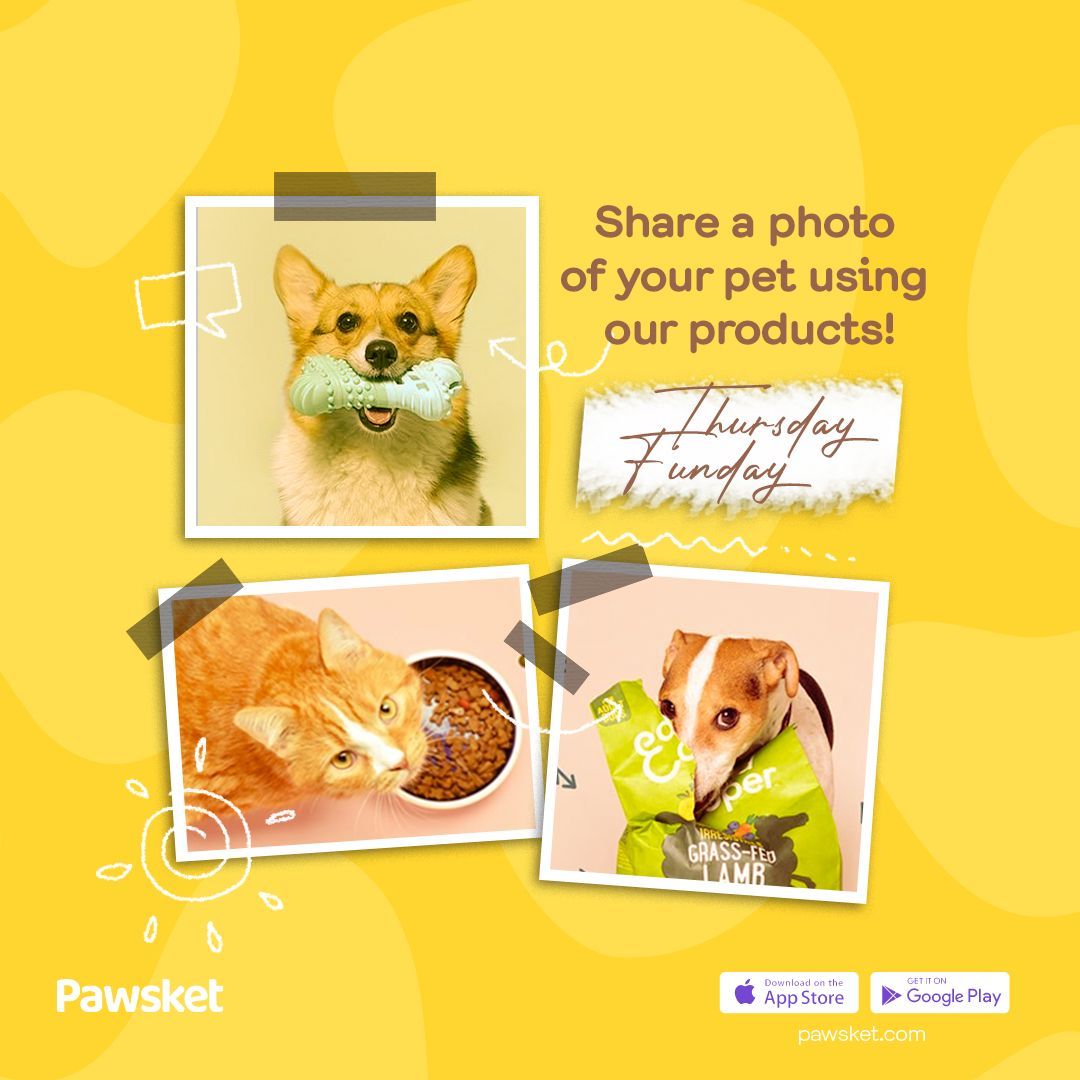 pawsket's tweet photo. It's Sunday Funday! 📸 Share a photo of your pet using our products and tag us for a chance to be featured!
 نزلوا صور الحيوانات أليفة مع منتجنا 😍😍😍
#SundayFunday #PetPhotos #PetProducts https://t.co/NKBVNl6J8s