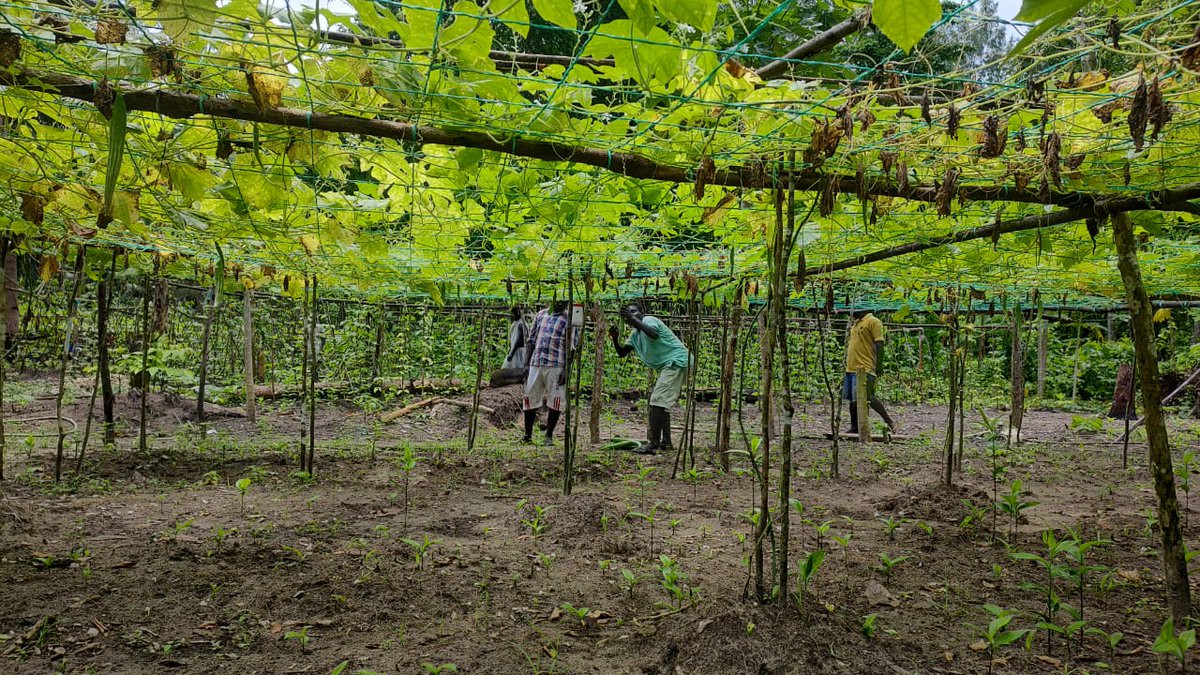 ANI_TribWelfare's tweet image. Onges PVTG actively participated in the #PMJANMAN Mission, showcasing their dedication through active involvement in community gardening. A step towards sustainable living and community empowerment. #EmpoweringTribalsViksitBharat #EmpoweringTribalsTransformingIndia
