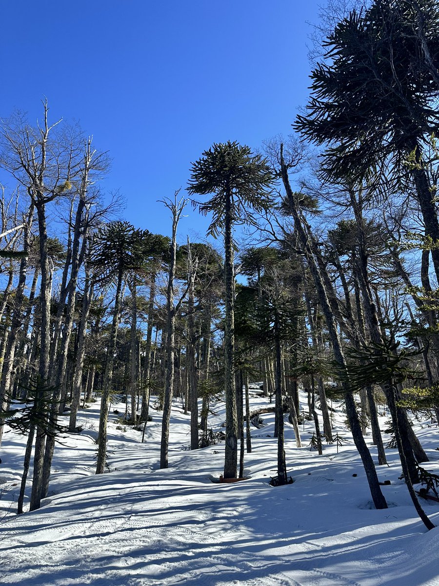 Camila Cataldo-Mendez tweet media