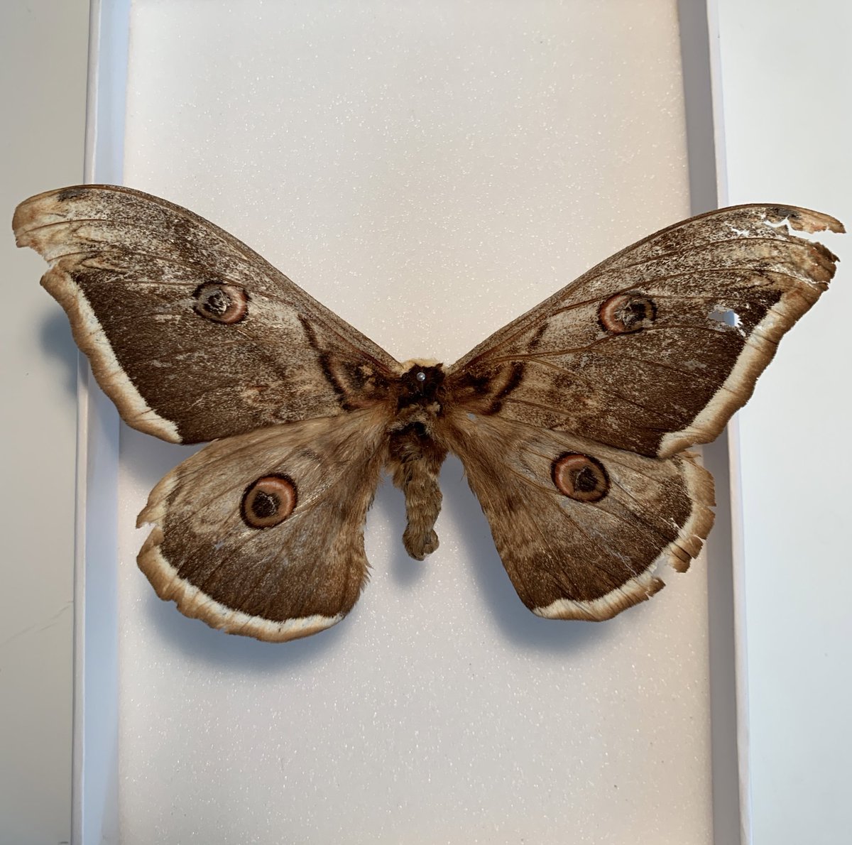 This specimen of a Giant Peacock moth, Saturnia pyri, from 1980 is the only specimen to have been found in #Gibraltar 
#mothsmatter #entomology #insectcuration <a href="/alameda_gardens/">Alameda Gardens Gibraltar</a>