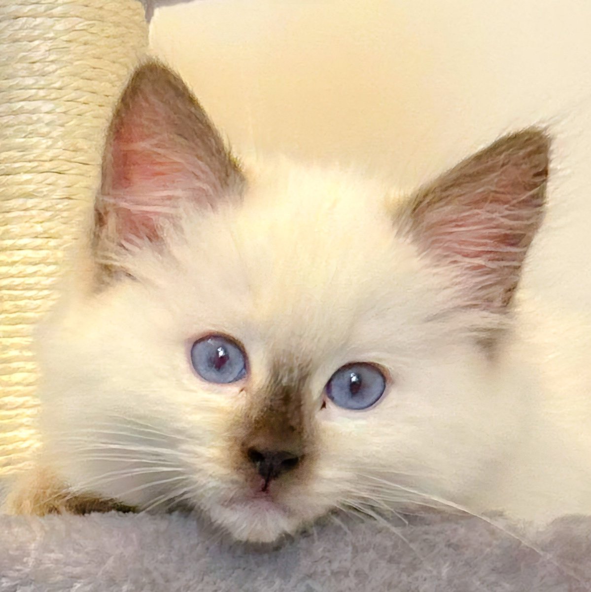 vinny jones tweet media