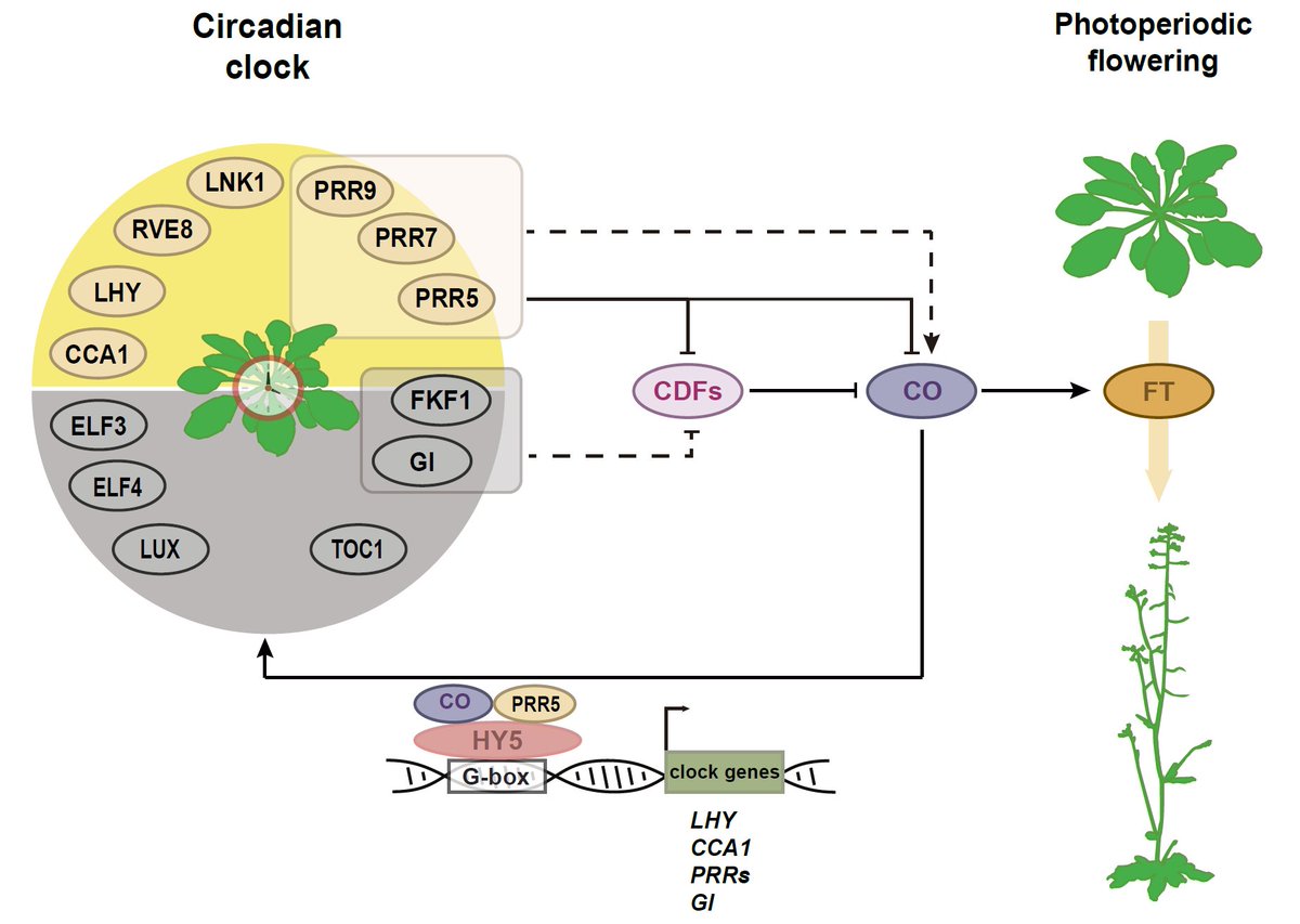 Arabidopsis photoperiodic regulator CONSTANS feeds back to control the circadian clock #spotlight #MolecularPlant cell.com/molecular-plan…