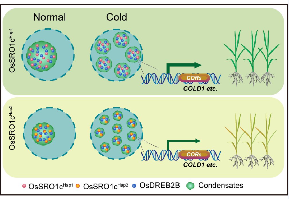 The OsSRO1c-OsDREB2B complex undergoes protein phase transition to enhance cold tolerance in rice #research #MolecularPlant cell.com/molecular-plan…