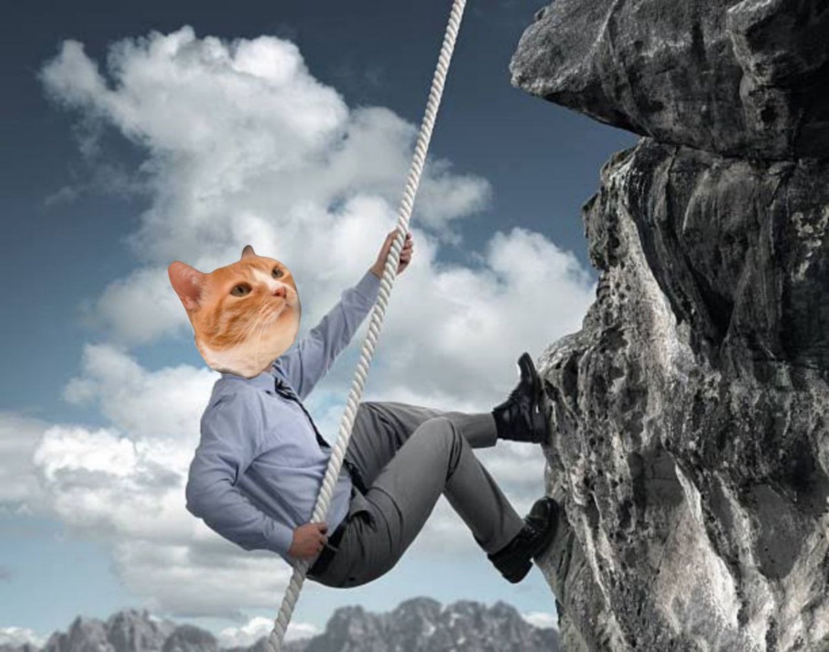 Wafflesj15's tweet photo. Time for #WAFFLES to climb for new ATH 🐈🧇 https://t.co/iXmnw2YmNu