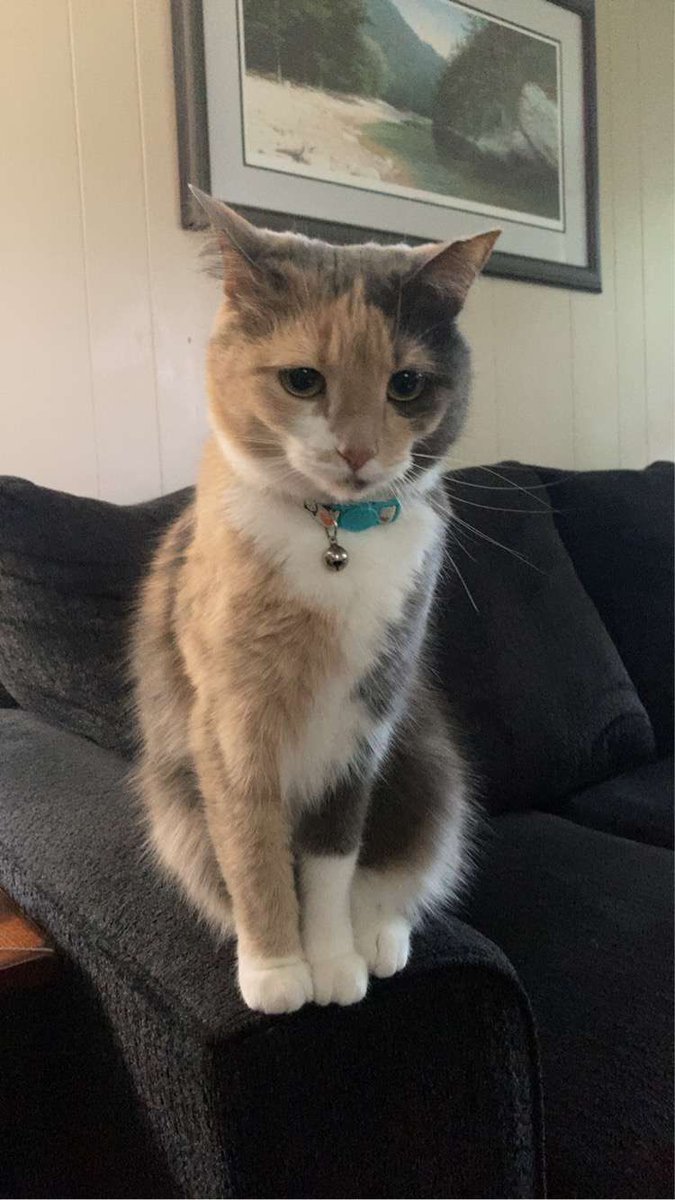 cat giveaway!!! like and retweet for a chance to win ❤️♻️