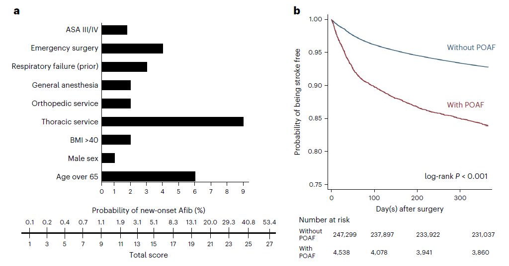 POAF was significantly associated with a higher risk of postop ischemic stroke w/i 1 yr &amp; was mitigated by postop anticoag. A model could assist in identifying high-risk pts before NCS.

Role of anticoag in modifying stroke risk assoc with new-onset POAF pubmed.ncbi.nlm.nih.gov/39179854/