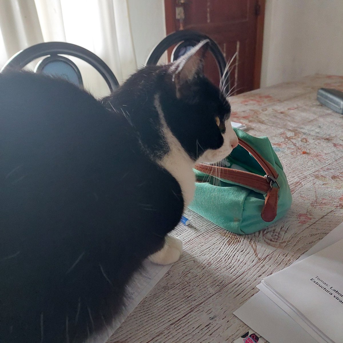 SJossasi's tweet photo. Parece que no estudio hoy(? Jaja
.
.
#cats #gatos 😹 https://t.co/KTeyFORrKX