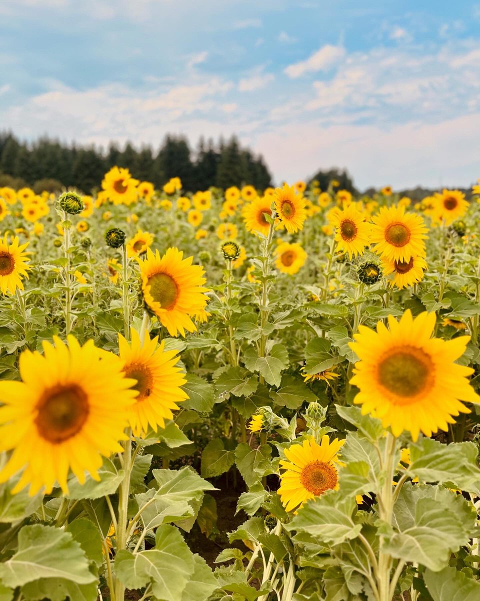 YukiHaart's tweet photo. Last weekend at the sunflower festival ♡ https://t.co/xydJIervDI