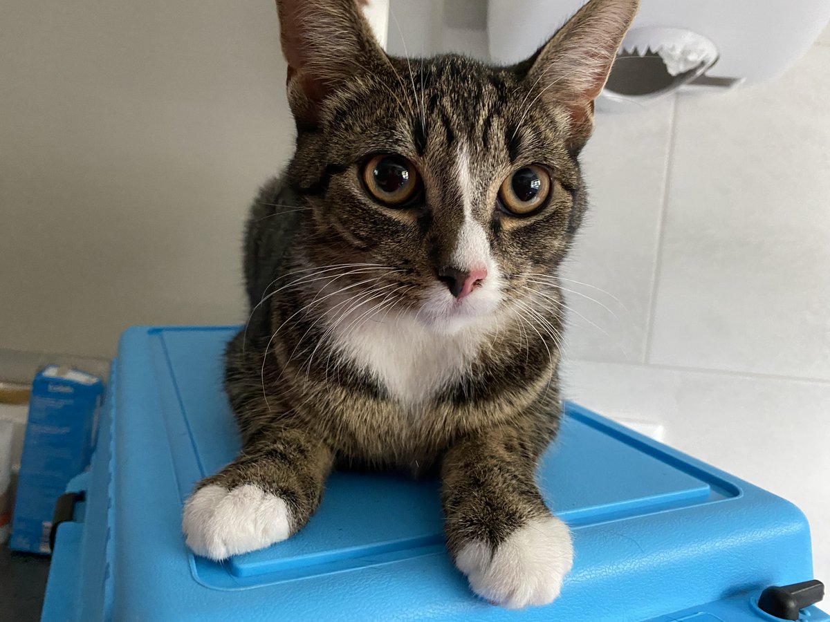 Veel tabby, jonge, mooie en super lieve knuffels zoeken een liefdevol, geschikt, cat-minded, happy eigen thuis. Te veel om allemaal op te noemen. Meer weten? Bel ons even tussen 10-12u
