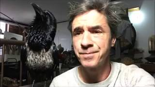 Paperbagjay's tweet image. me when I'm trying to work on my singing buy my bitch ass pet raven won't shut the fuck up