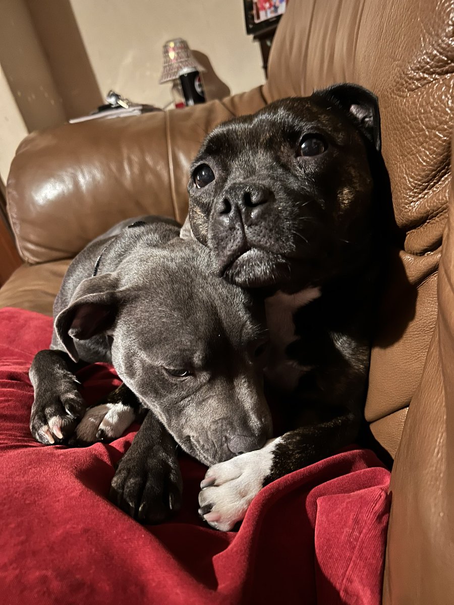 GillG64's tweet photo. #minnie #daisy #bestfriends #sometimes #staffies #staffordshirebullterrier 😊🐾🐶 https://t.co/ElMm2Q9RR3