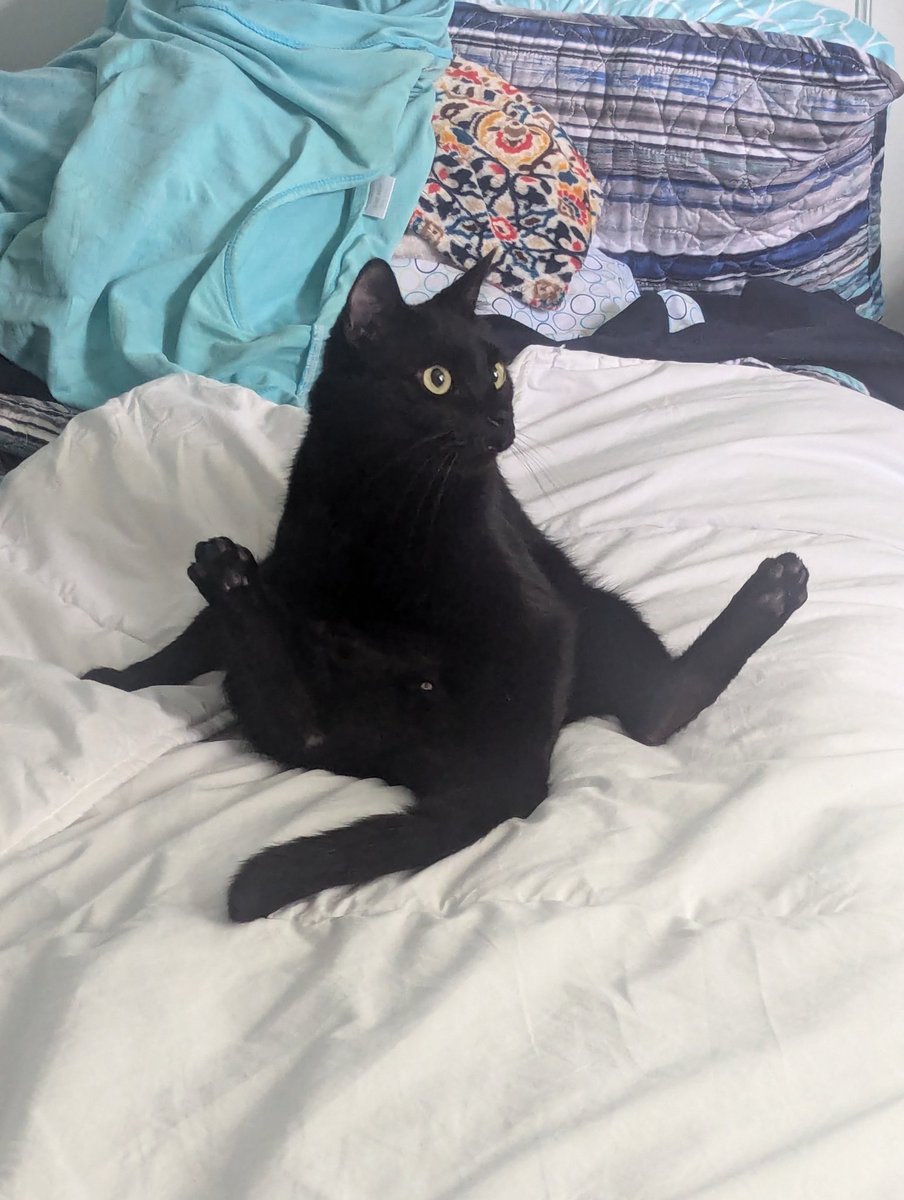 ABC_over_B's tweet photo. @CleeWeezy This is Beetle's first entry. What do you think? https://t.co/JdhXOyFa71