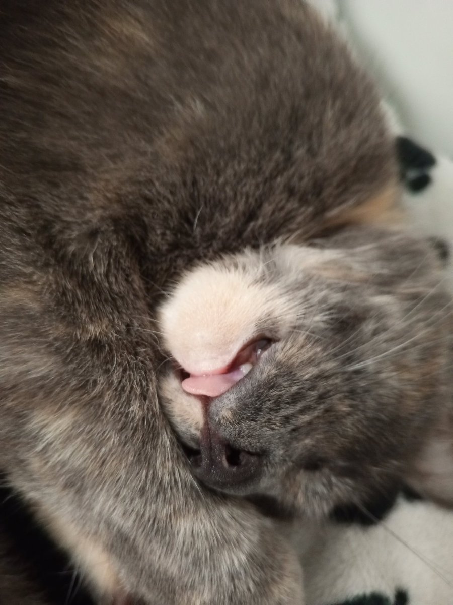 vick_jpeg's tweet photo. @twaniimals https://t.co/FCkjYeNIlC