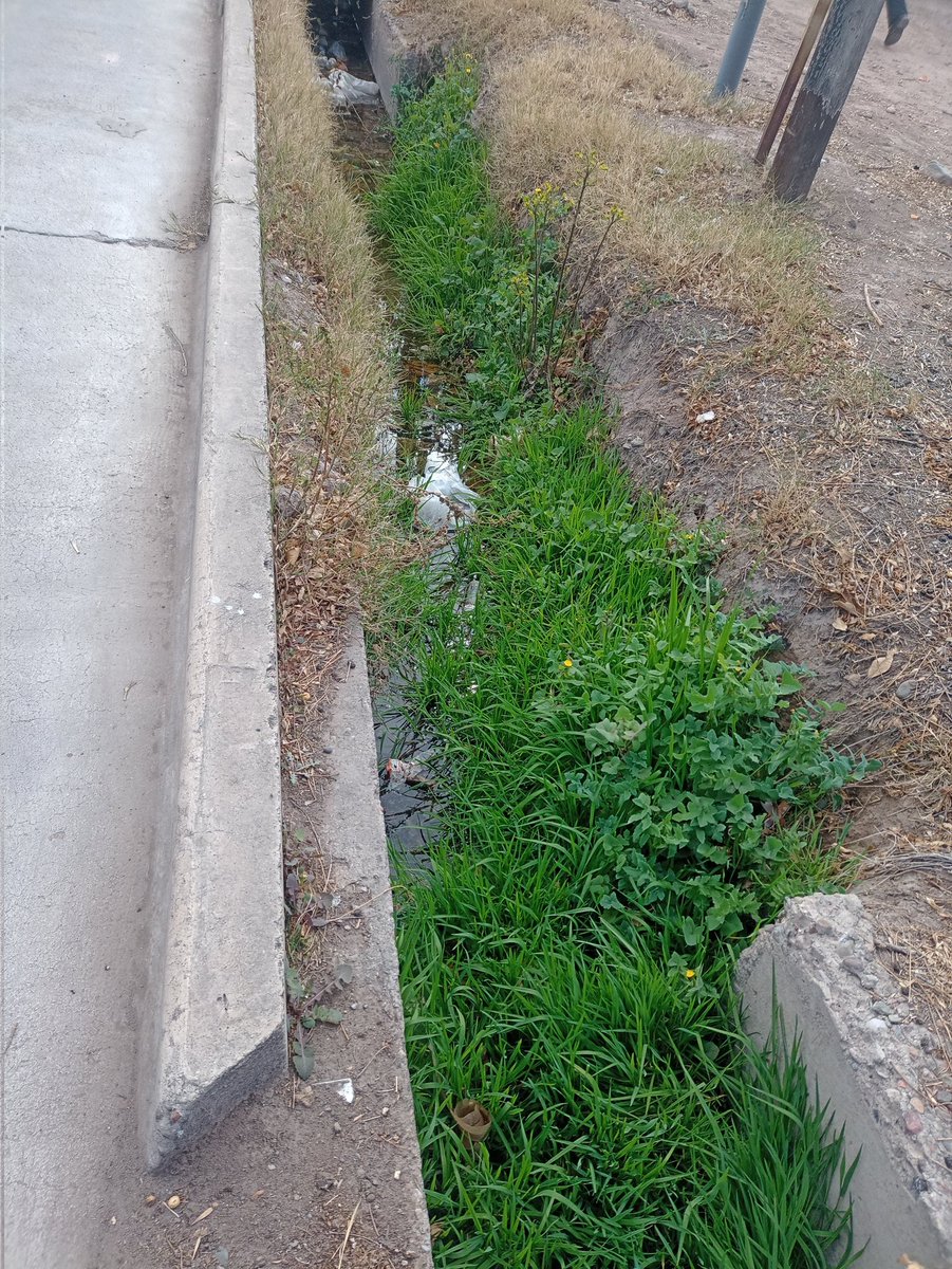 Maritemar77's tweet photo. @lopresti_lh  este pequeño canal que está sobre la calle bajada de Arrollaves y continúa por calle san Rafael es un verdadero desastre y foco de contaminación y colección de insectos. Qué espera señor intendente para hacer algo? https://t.co/YwFWbpsztj